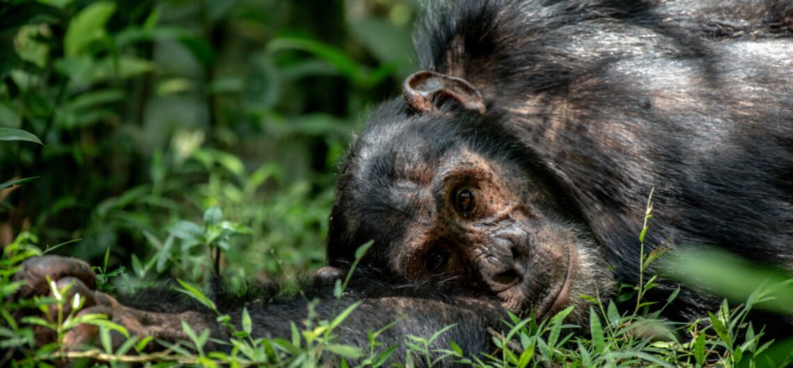Uganda and Rwanda gorilla trip