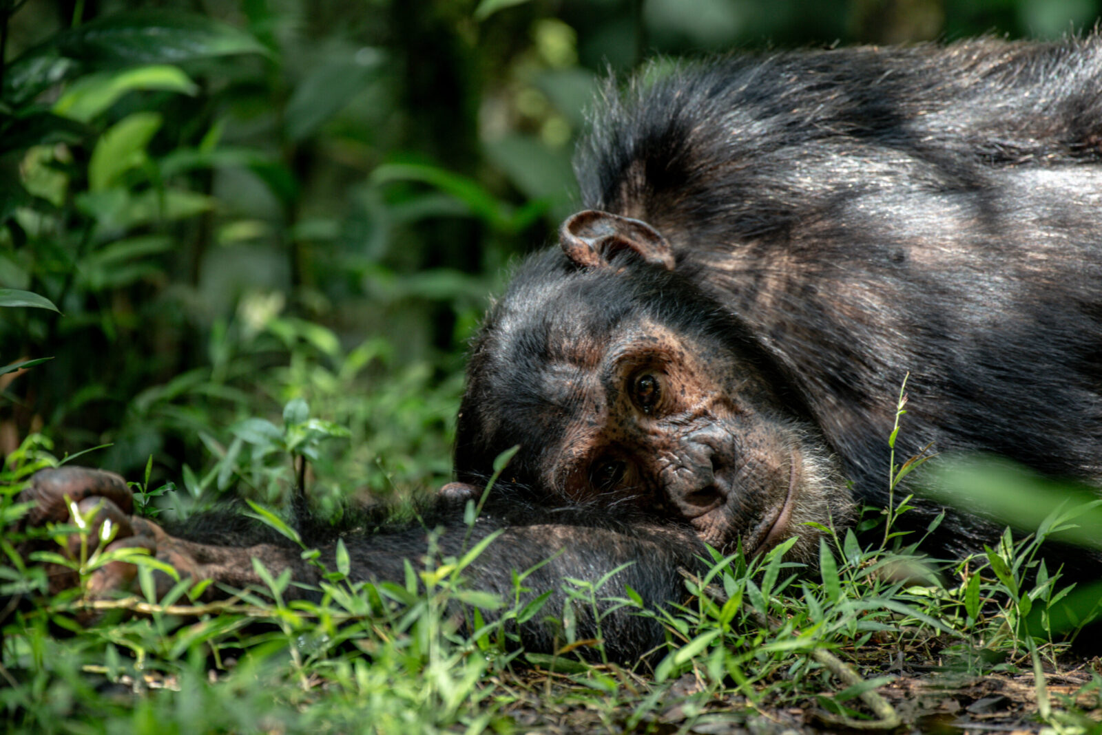 Uganda and Rwanda gorilla trip