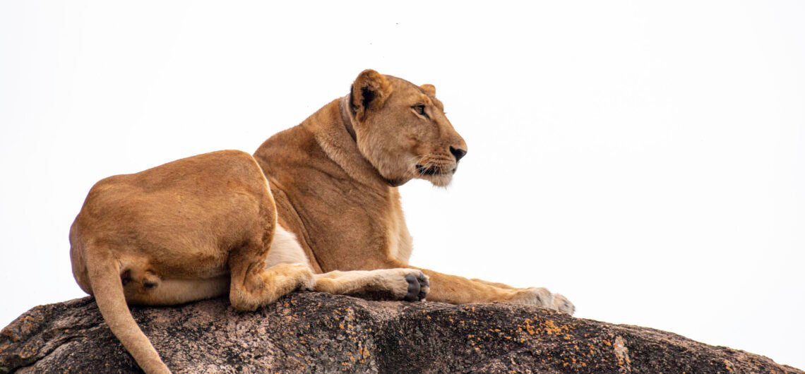 Uganda’s Big Five at Murchison