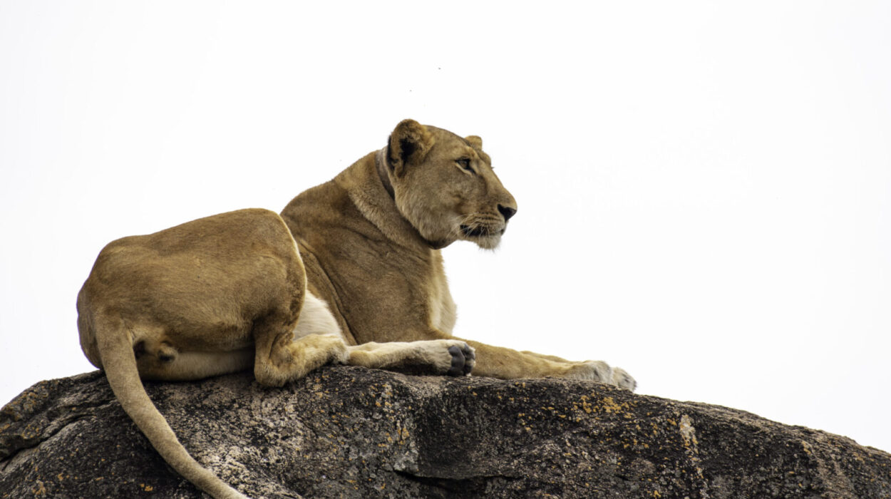 Uganda’s Big Five at Murchison