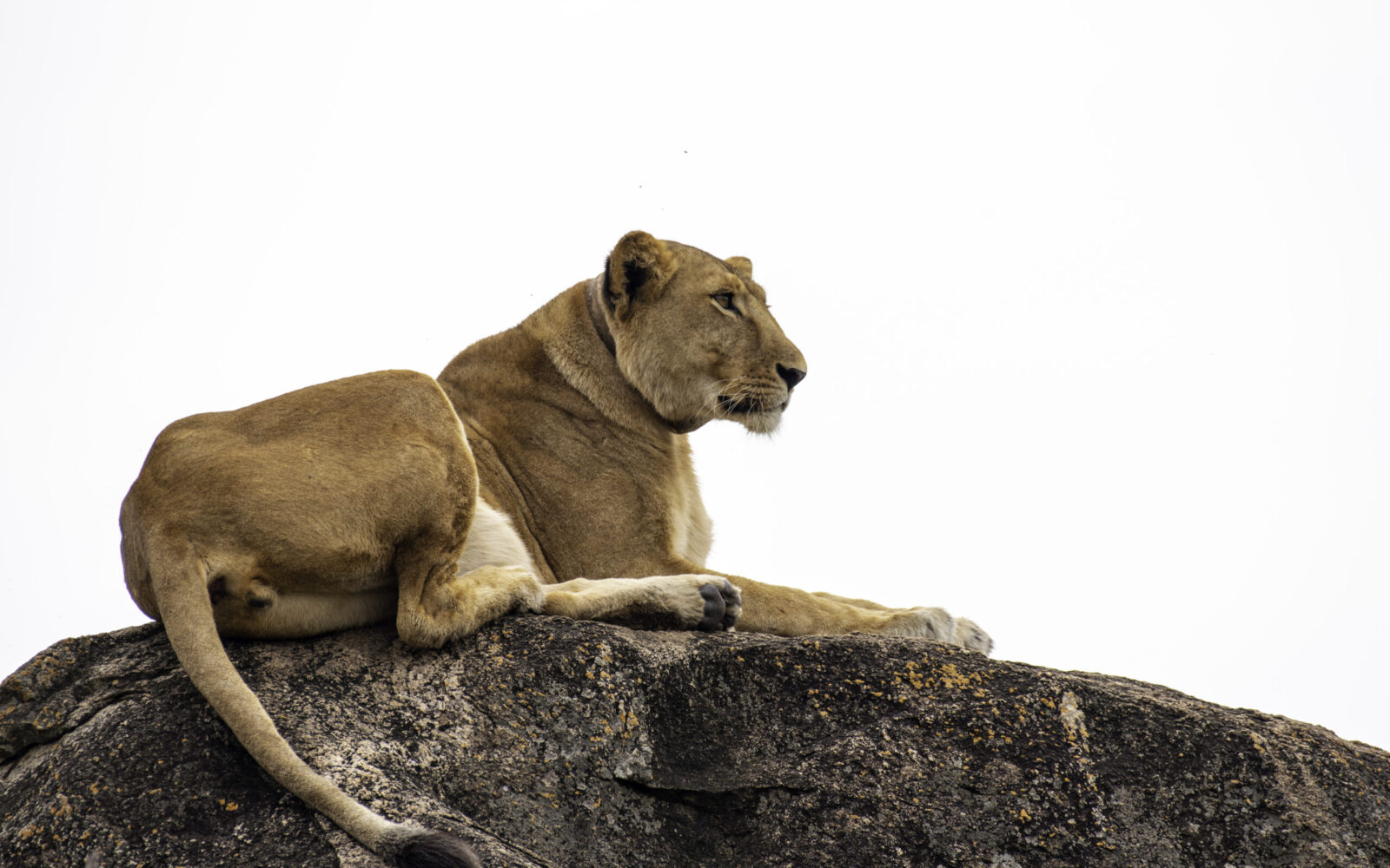 Uganda’s Big Five at Murchison