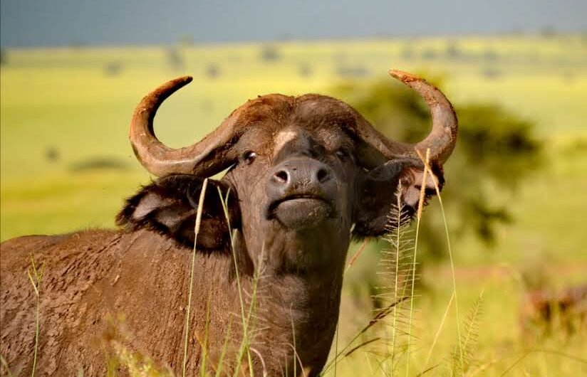 Visit Murchison Falls on a Budget