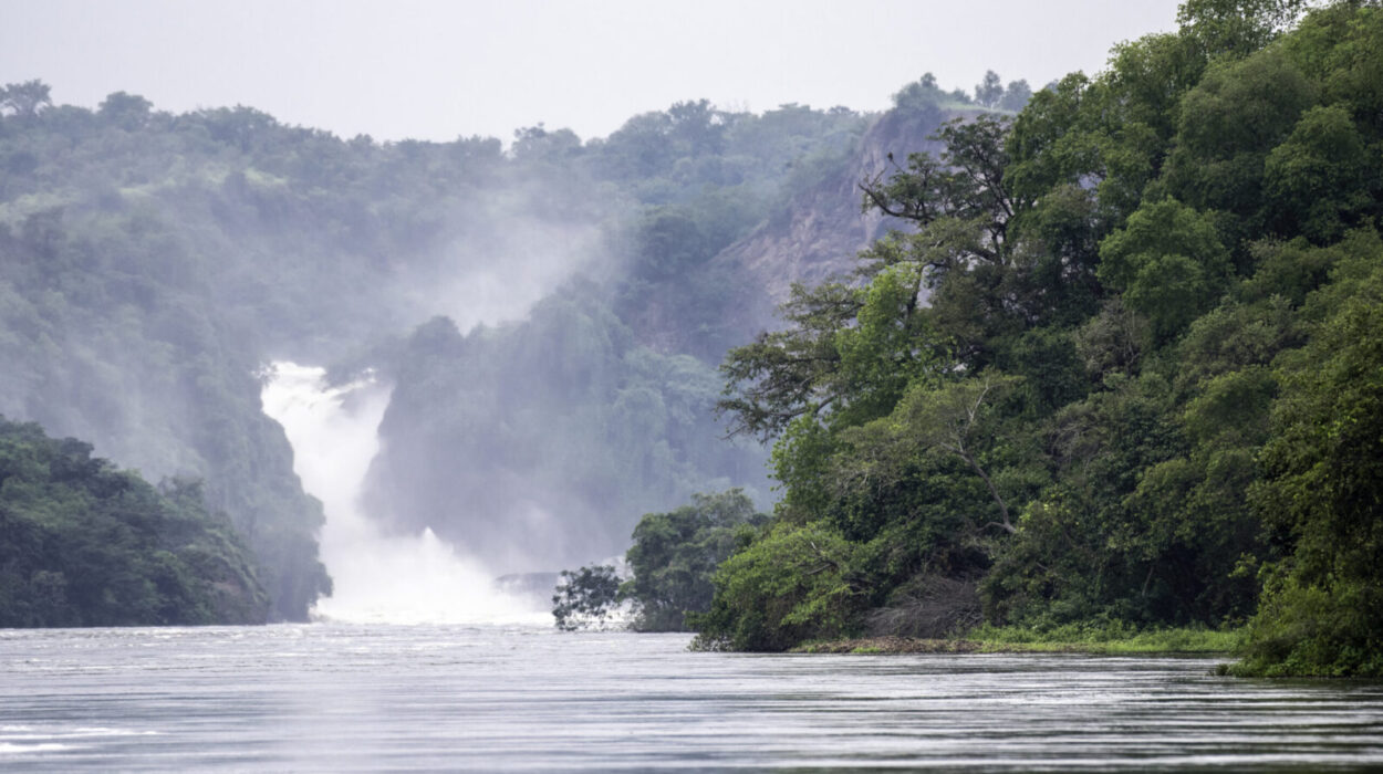 Visit the Top of the falls in Murchison Falls