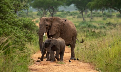 When to Explore Murchison Falls