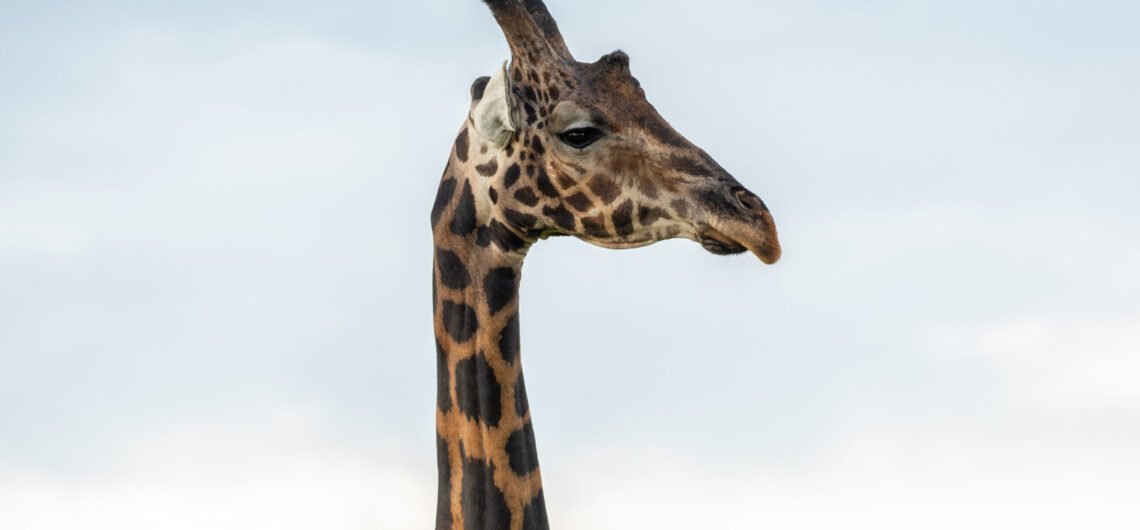 Wildlife in Murchison Falls National Park 