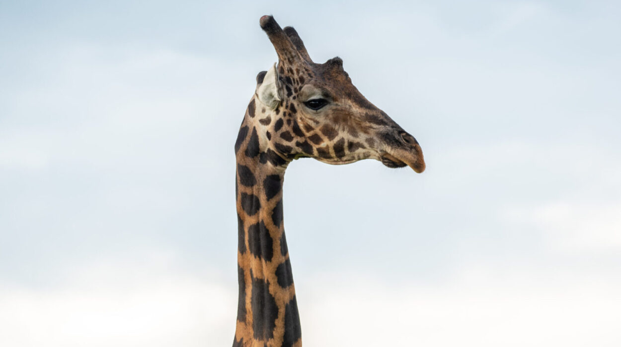 Wildlife in Murchison Falls National Park 