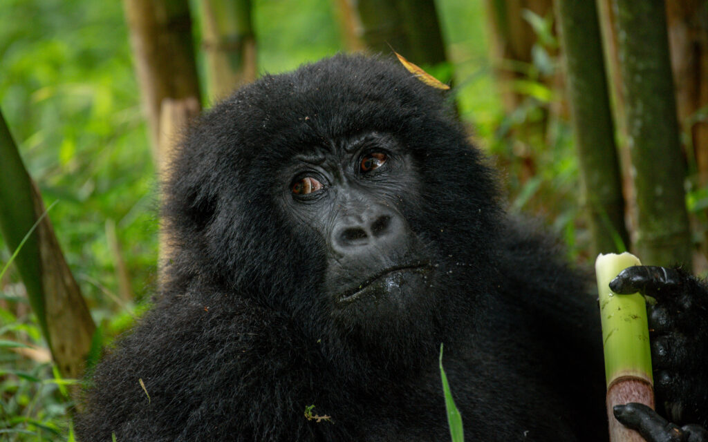 5 Days Murchison Falls and Bwindi