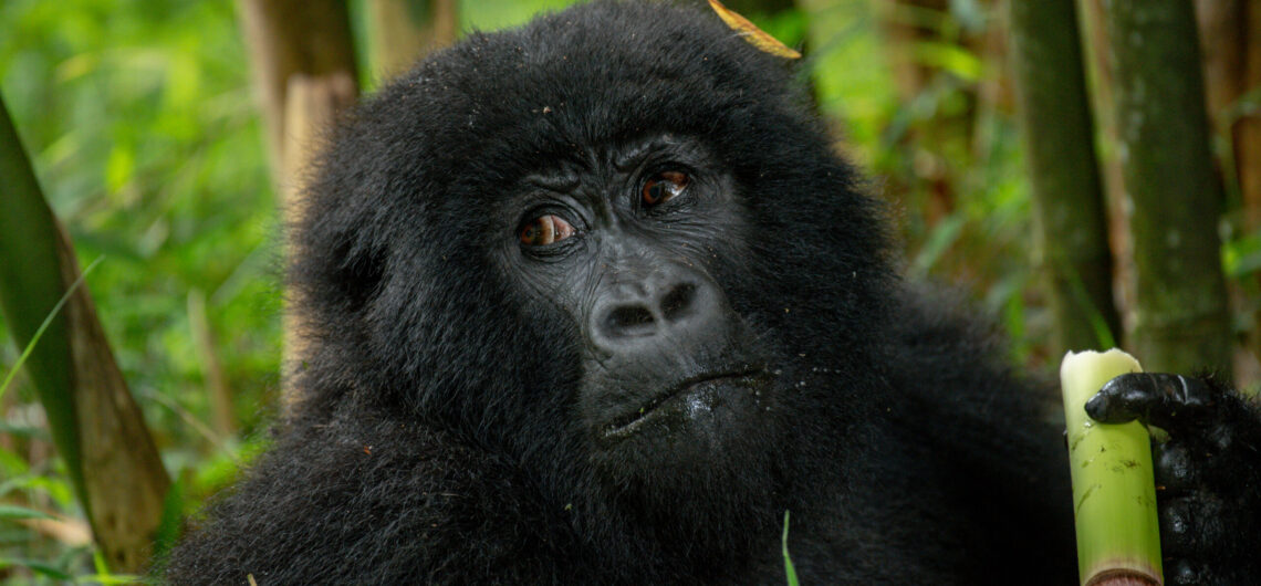 5 Days Murchison Falls and Bwindi