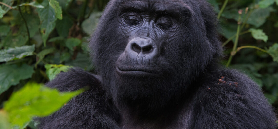11 Days Uganda Gorilla Trip