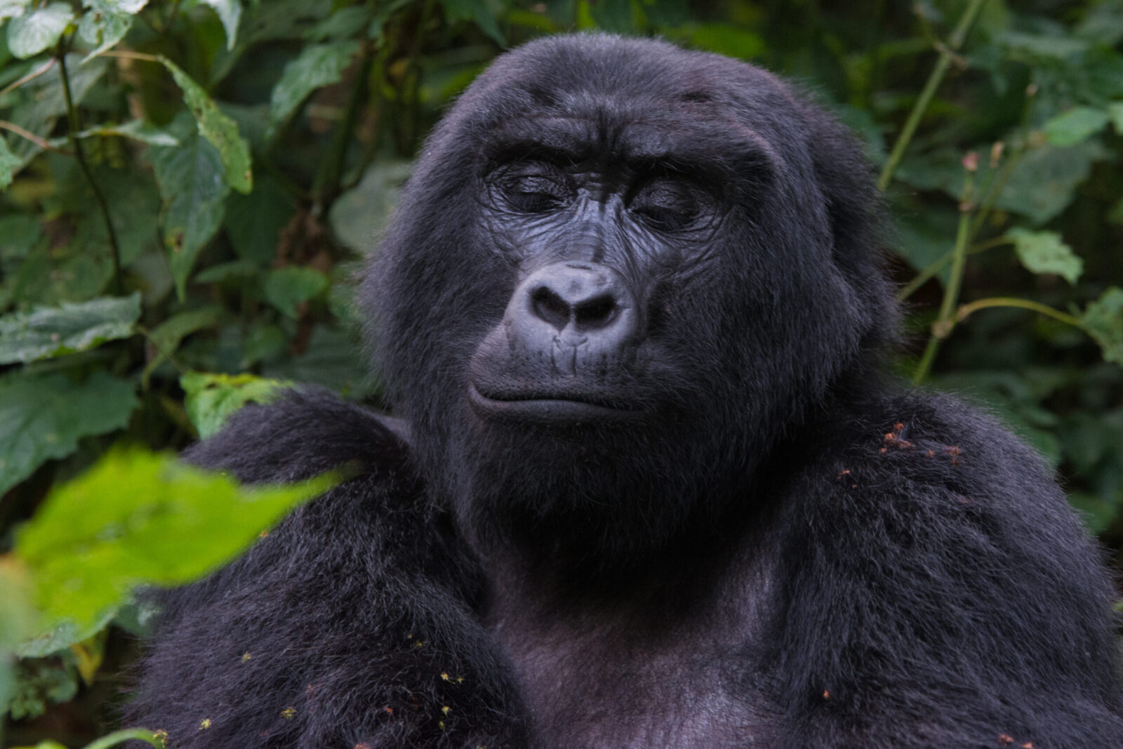 11 Days Uganda Gorilla Trip