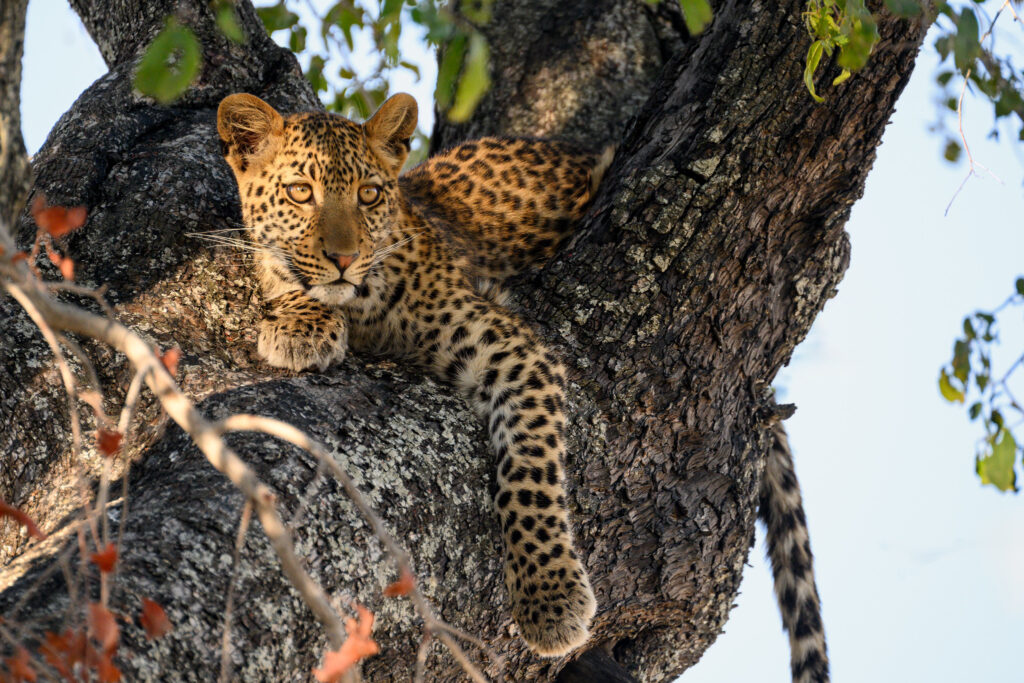 11 Days Uganda Wildlife Adventure