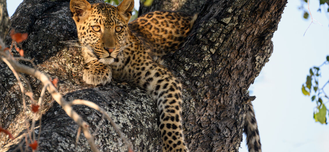 11 Days Uganda Wildlife Adventure