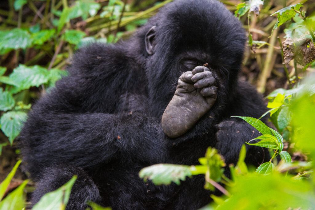 12 Days Uganda Gorilla Trekking and Wildlife Safari