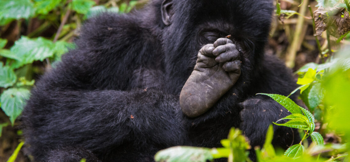 12 Days Uganda Gorilla Trekking and Wildlife Safari