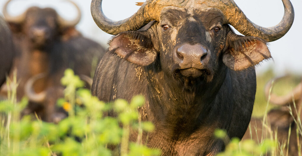 13-Day Best of Uganda safari vacation