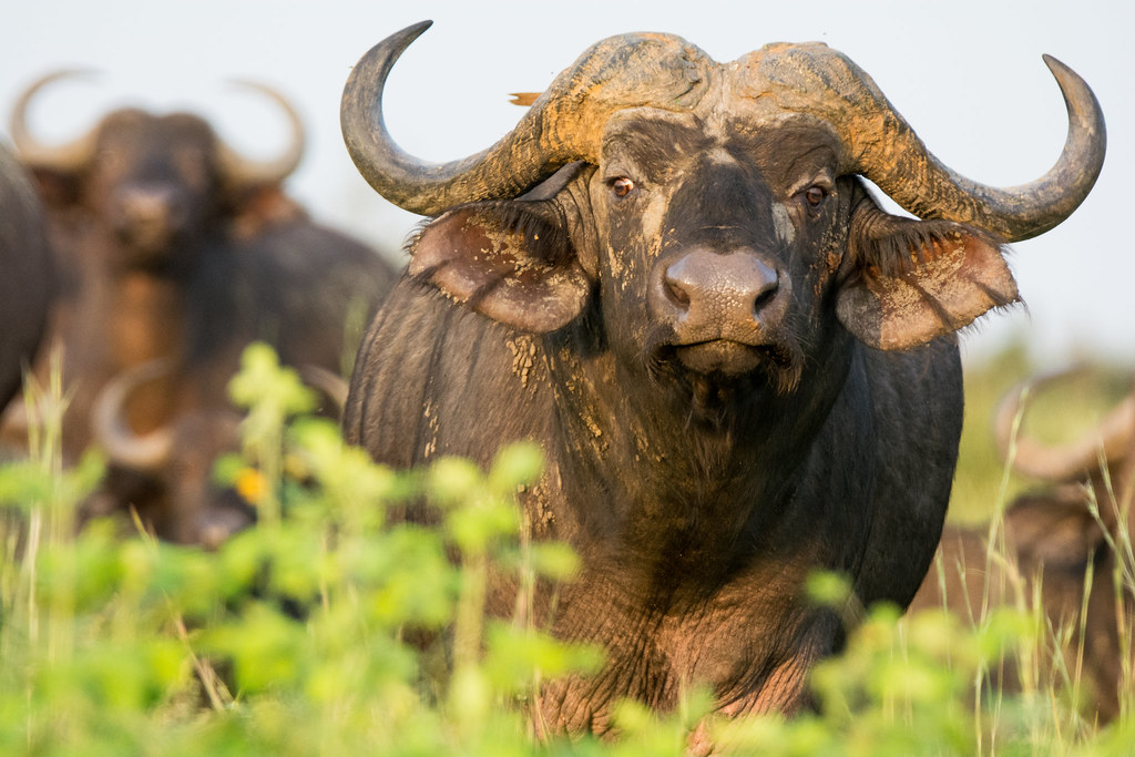 13-Day Best of Uganda safari vacation