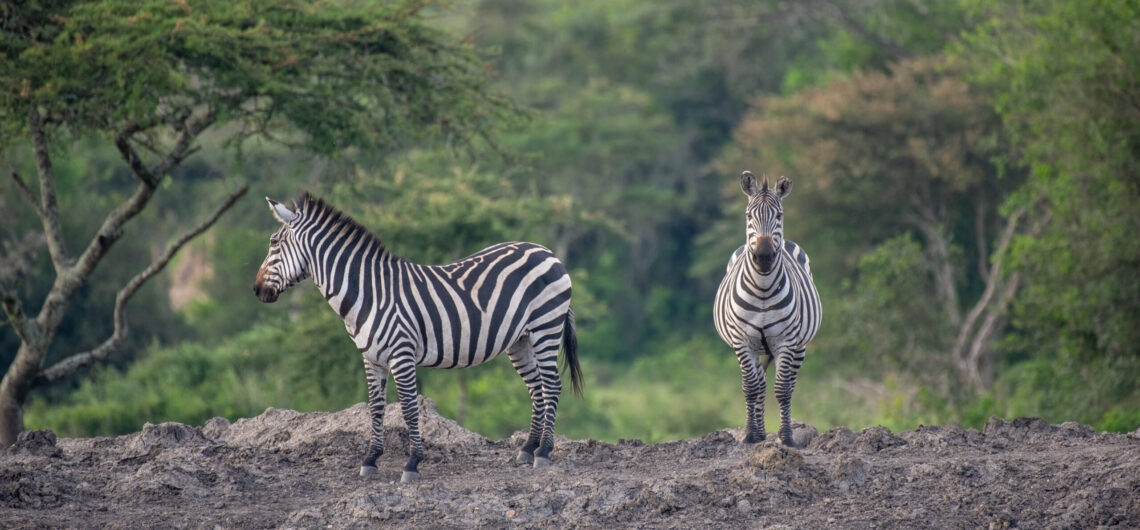 2 Day safari to lake Mburo national game park