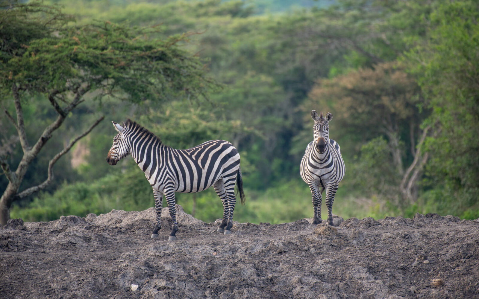 2 Day safari to lake Mburo national game park