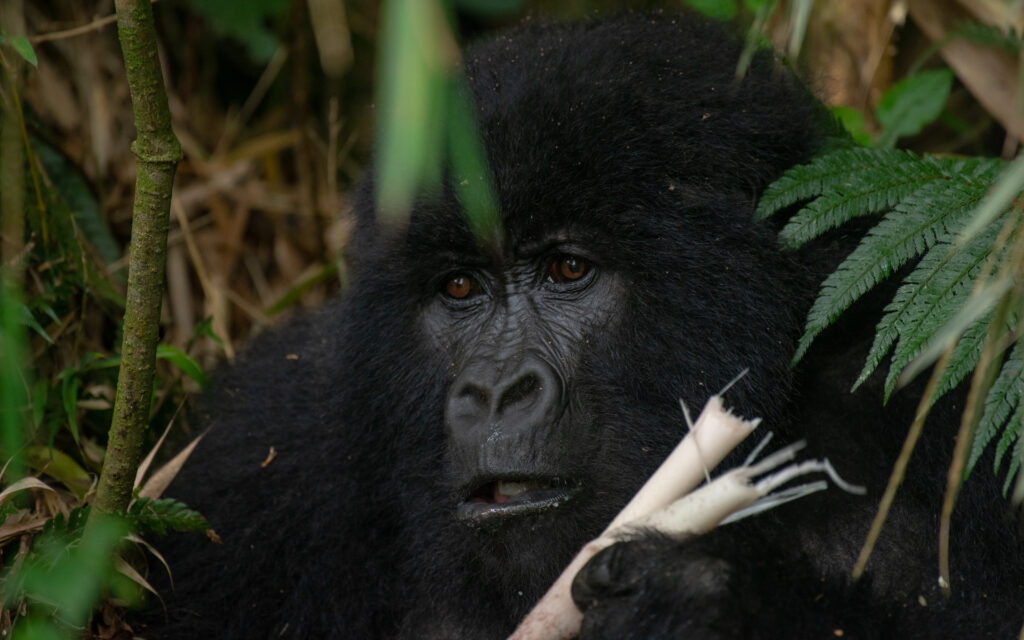 3 Days Solo Gorilla Trekking Safari to Bwindi