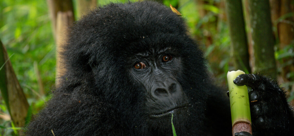 3 Days Uganda Gorilla Trip