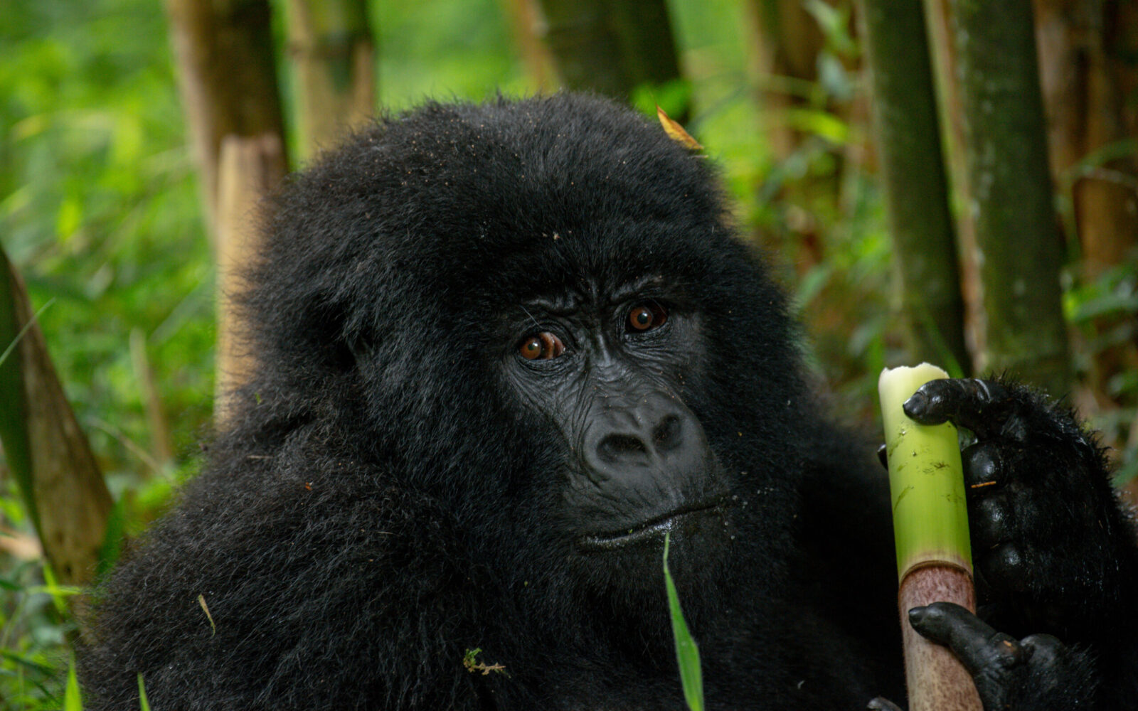3 Days Uganda Gorilla Trip