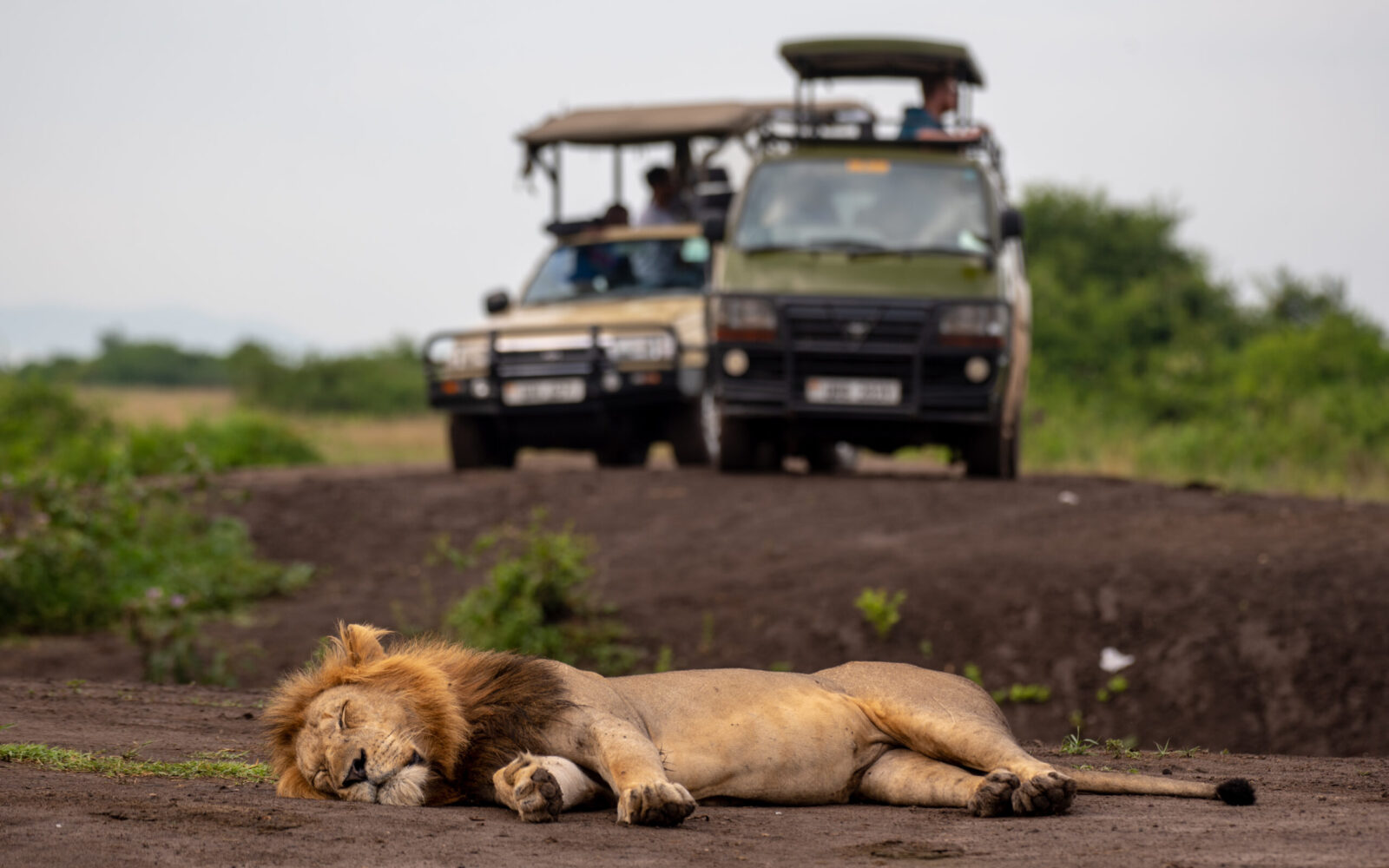 4-Day Safari to Queen Elizabeth National Park