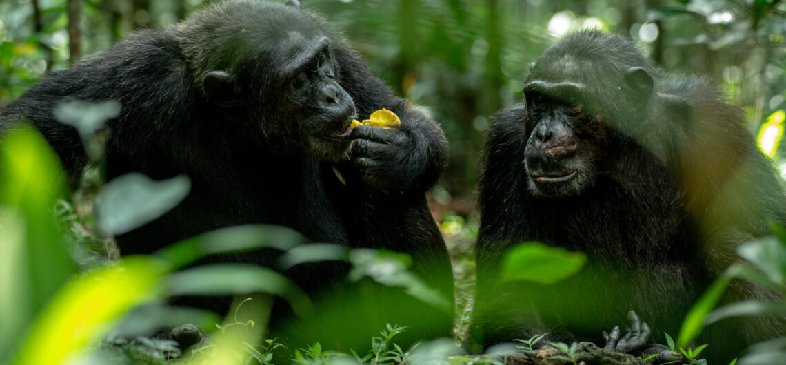 5 Days Uganda safari