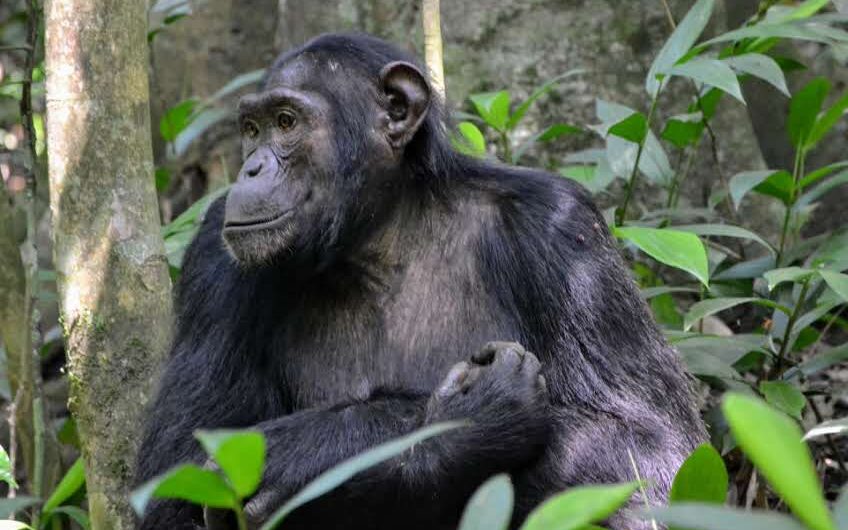 6 Day Uganda Primates Trekking Trip
