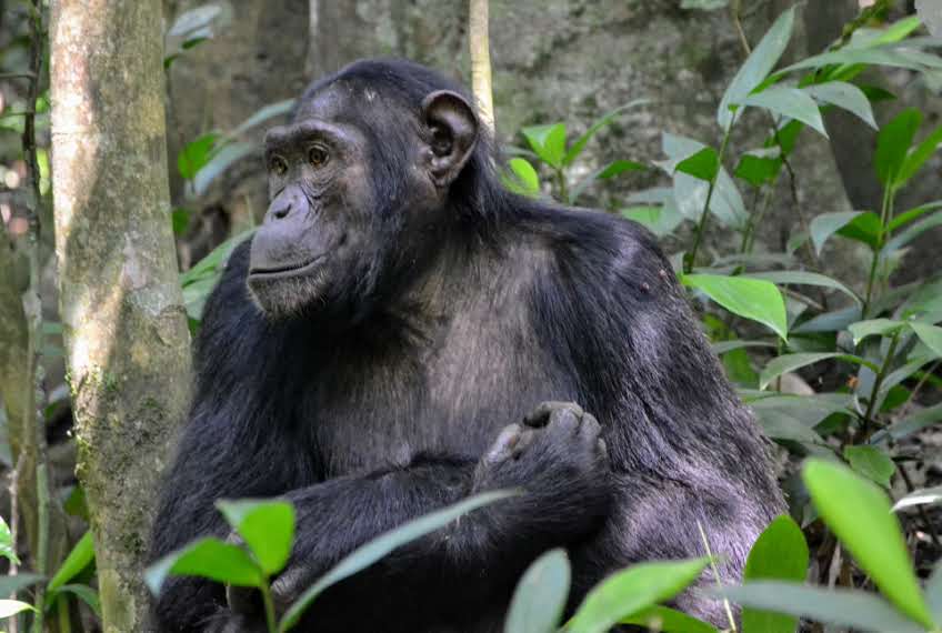 6 Day Uganda Primates Trekking Trip