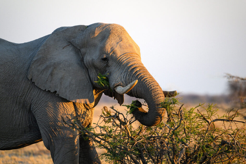 7 Days Uganda Wildlife safari tour