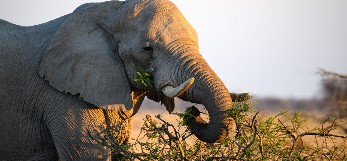 7 Days Uganda Wildlife safari tour