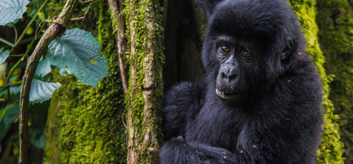 8-Day Primates trekking safari