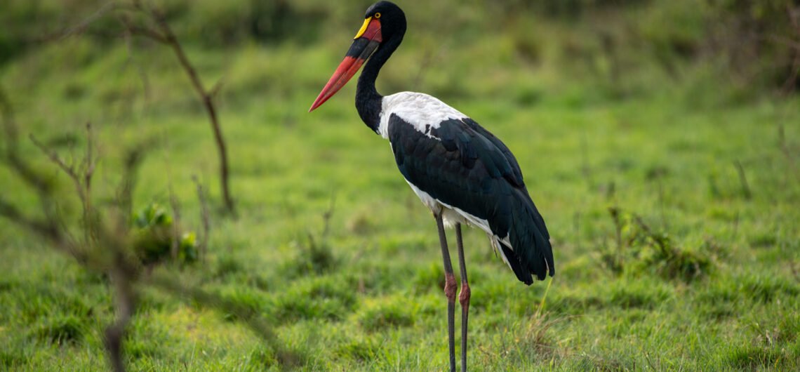 Bird Species of Murchison Falls