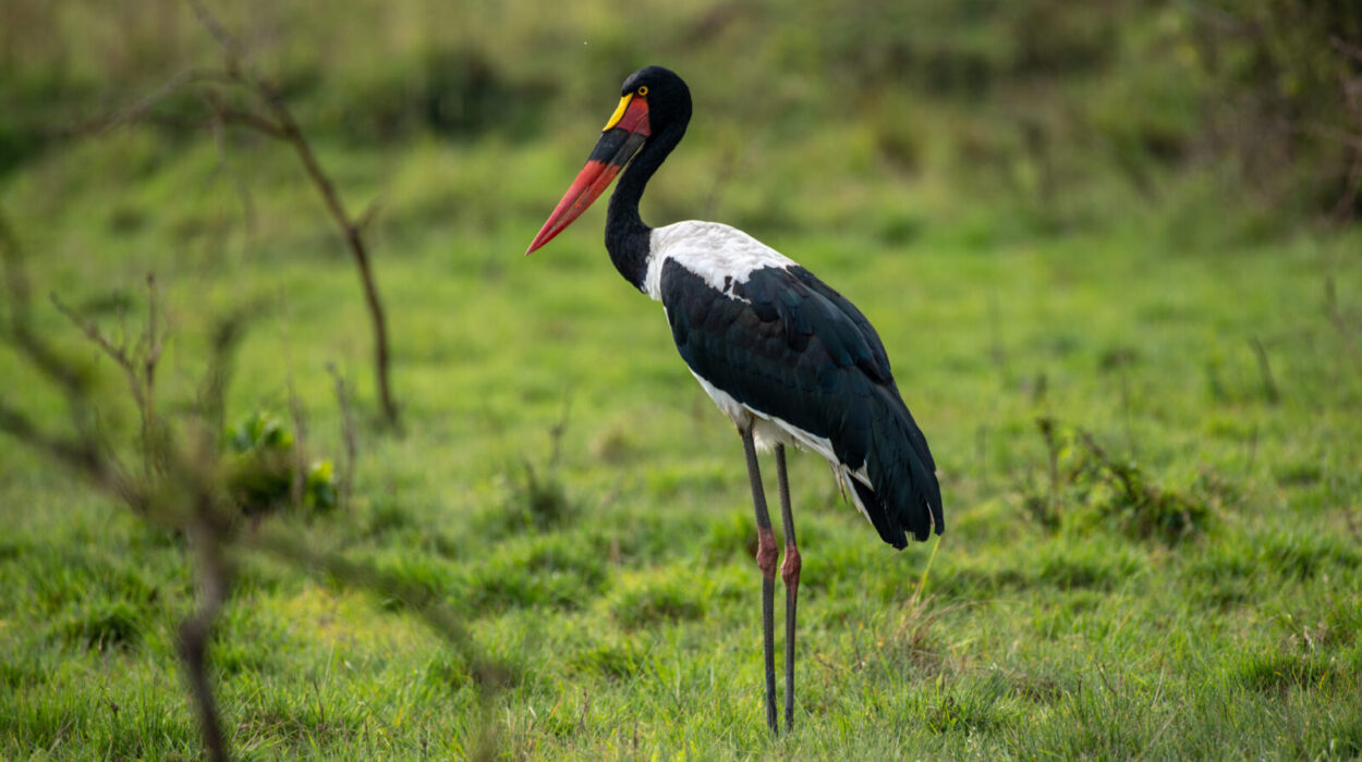 Bird Species of Murchison Falls