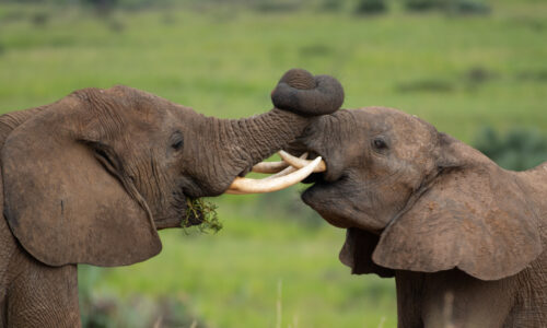 Exploring the Northern Bank of Murchison Falls