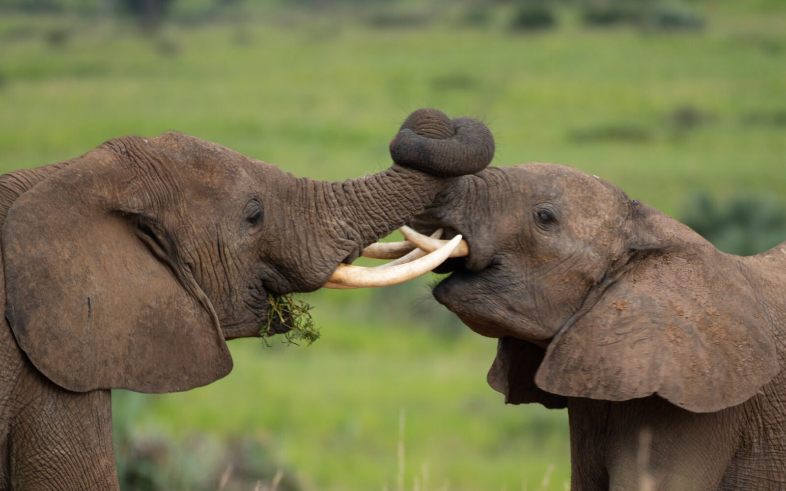 Exploring the Northern Bank of Murchison Falls