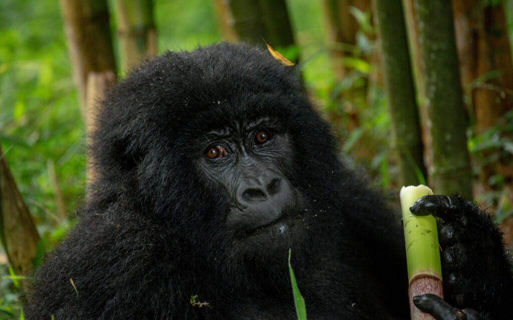 Gorilla Tracking and Queen Elizabeth