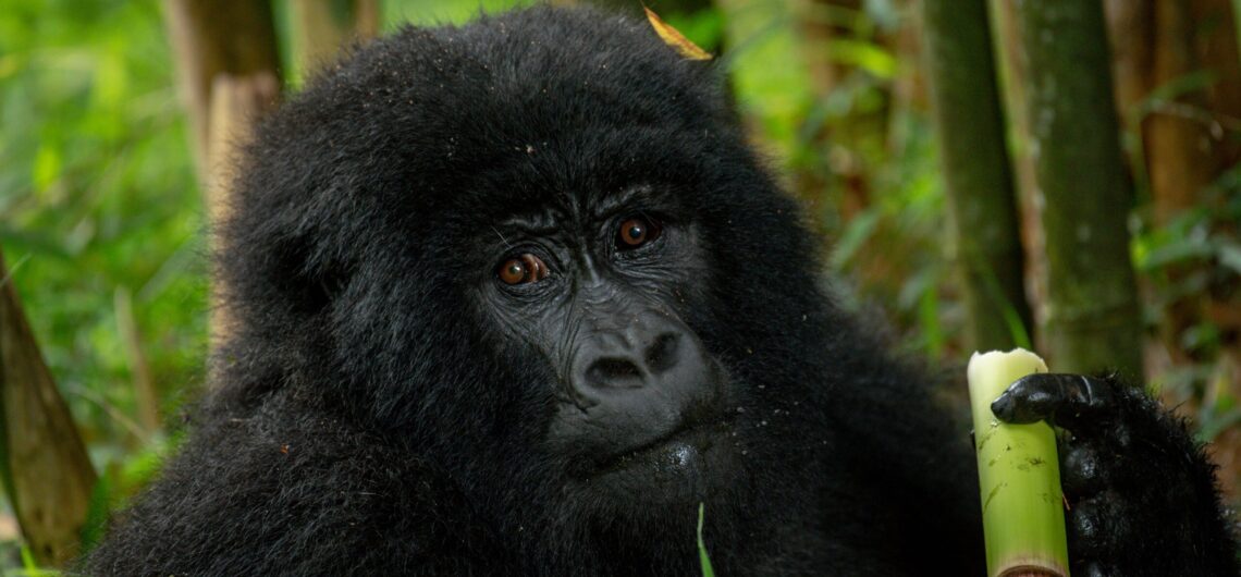 Gorilla Tracking and Queen Elizabeth