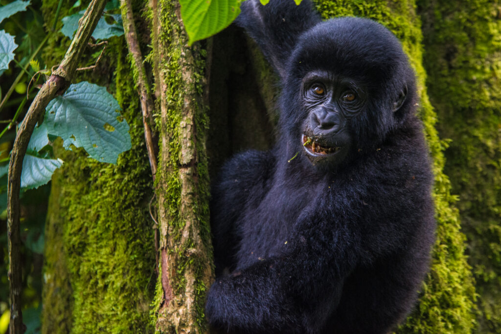 Gorilla Trekking and wildlife safari