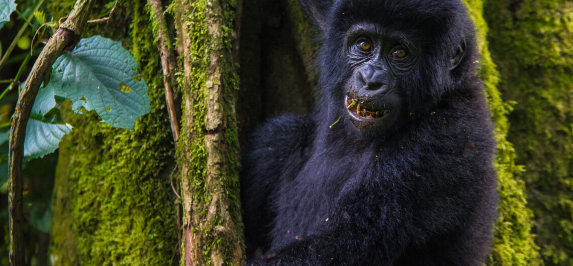 Gorilla Trekking and wildlife safari
