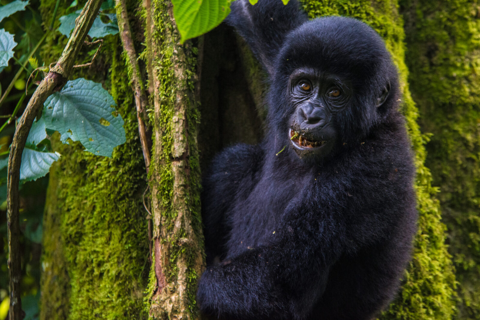 Gorilla Trekking and wildlife safari