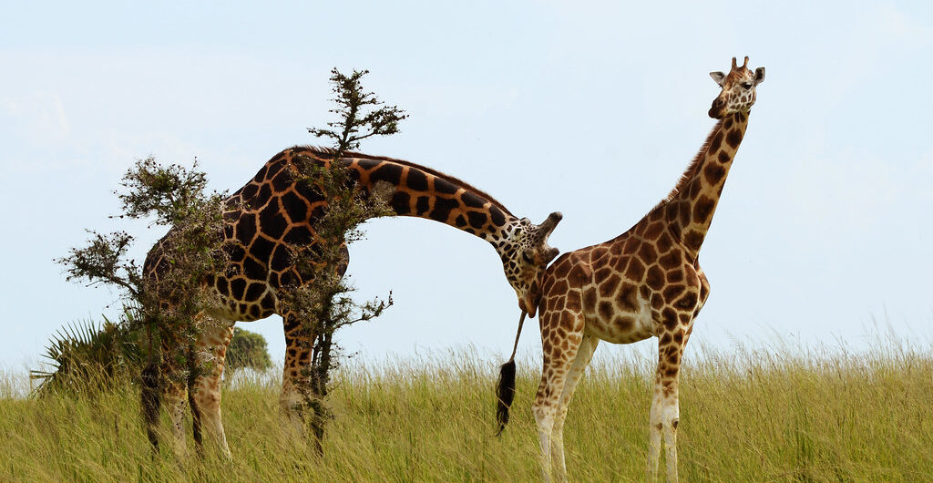 Honeymoon Safaris to Murchison Falls