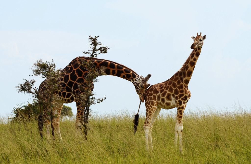 Honeymoon Safaris to Murchison Falls