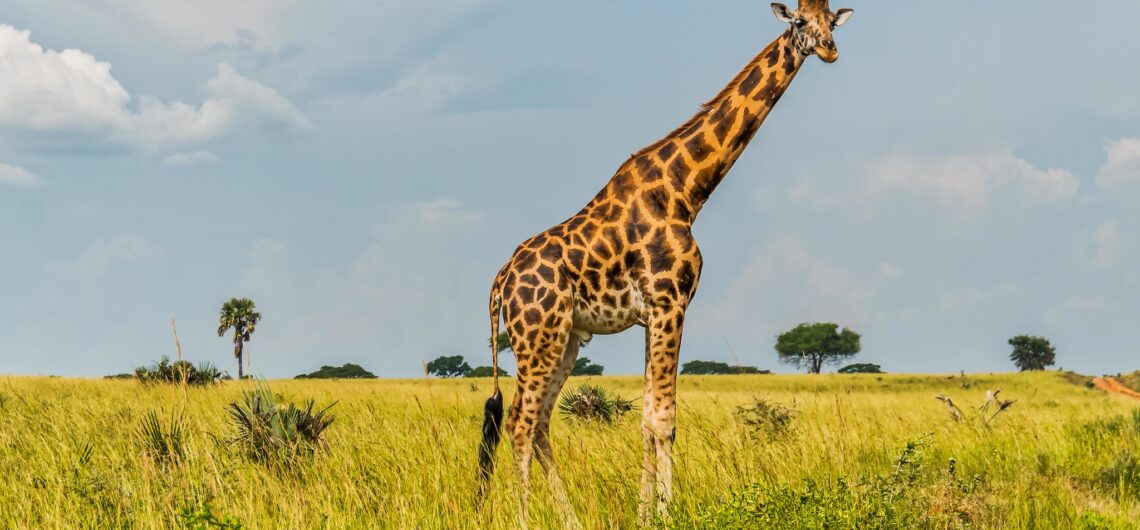 Murchison Falls Adventure for Solo Travelers