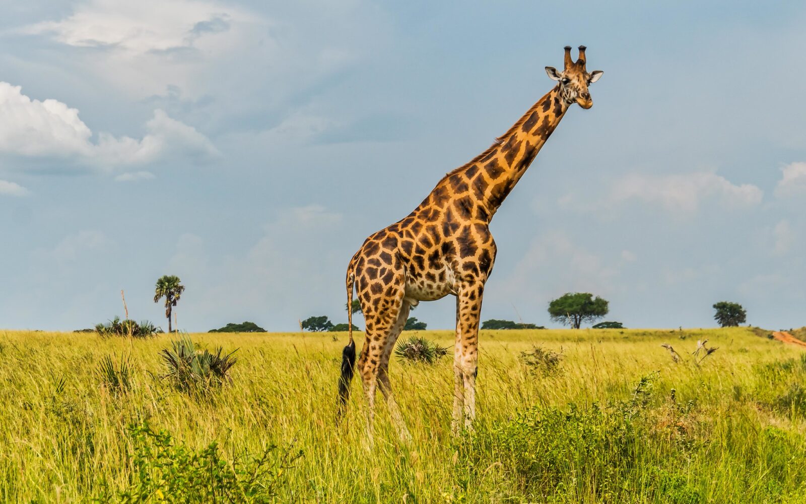 Murchison Falls Adventure for Solo Travelers