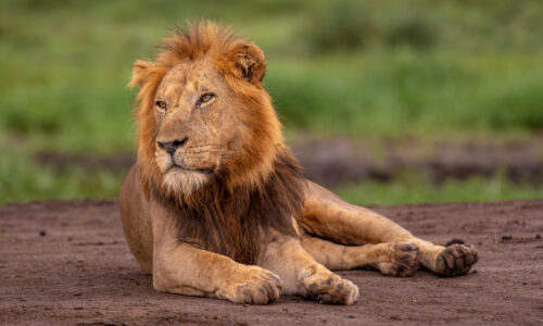 Murchison Falls National Park vs Queen Elizabeth National Park