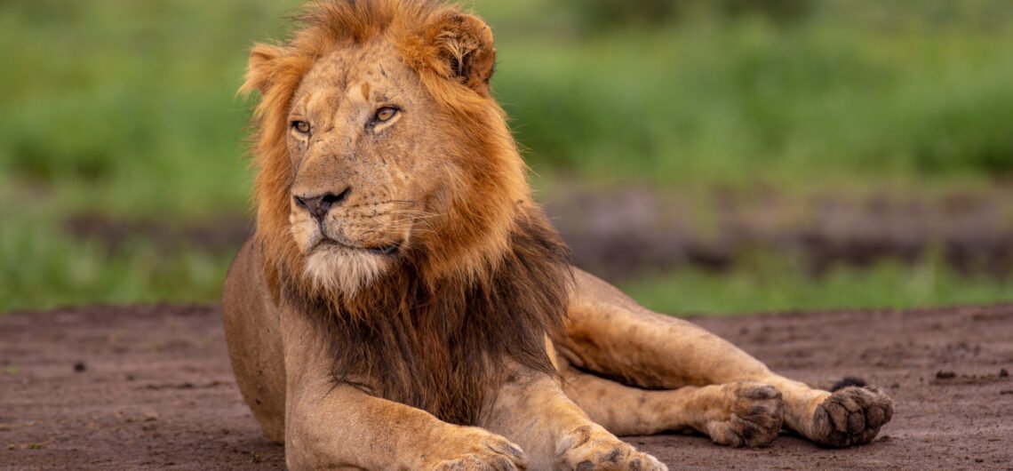 Murchison Falls National Park vs Queen Elizabeth National Park