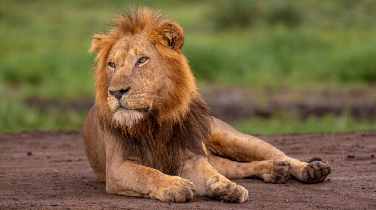 Murchison Falls National Park vs Queen Elizabeth National Park