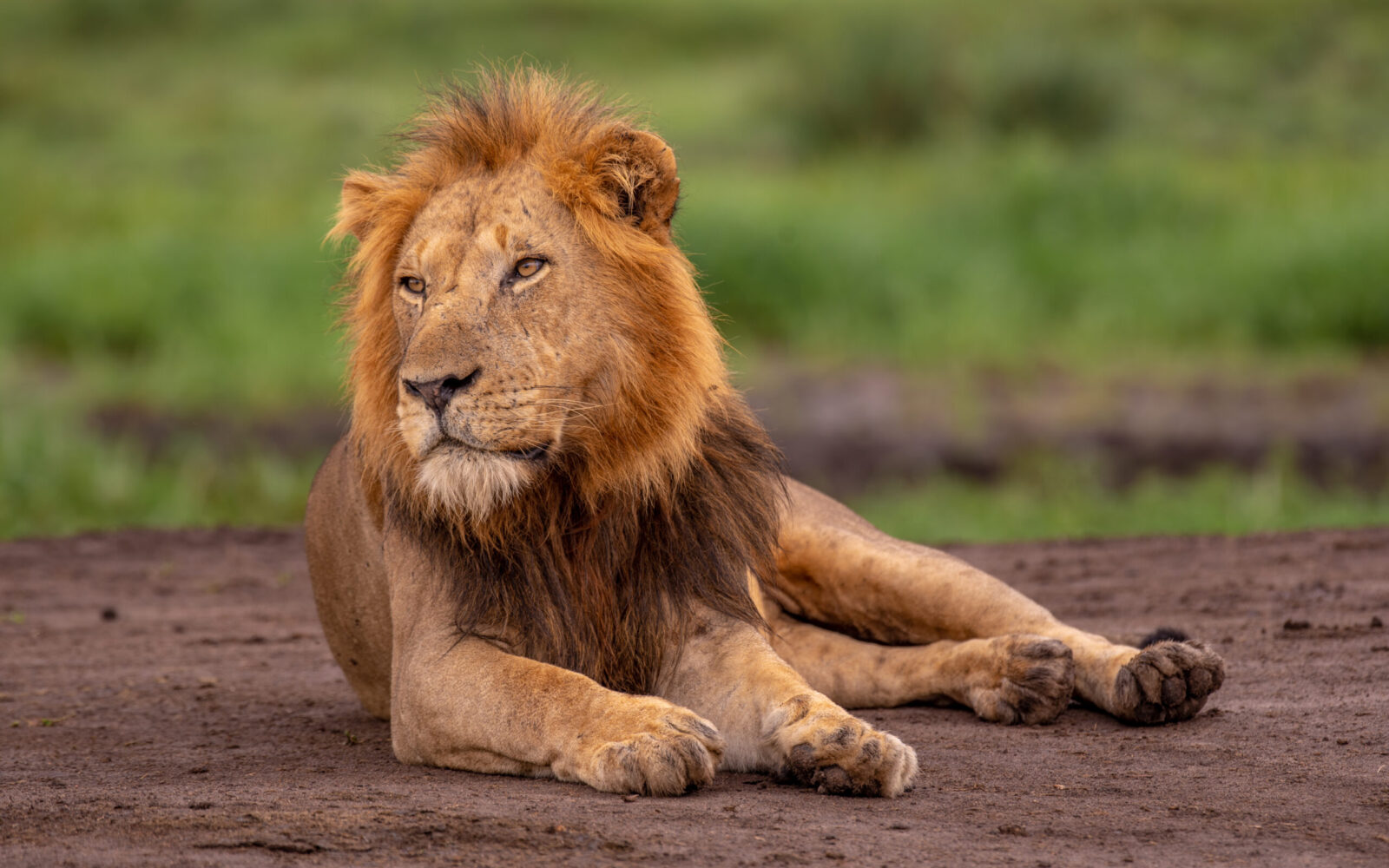 Murchison Falls National Park vs Queen Elizabeth National Park