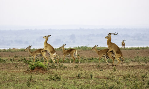 Photography Tours in Murchison Falls National Park